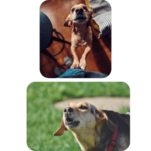 chien excité saute sur les gens et aboie séance troubles du comportement canin dans l'eure educateur comportementaliste canin à Bernay 