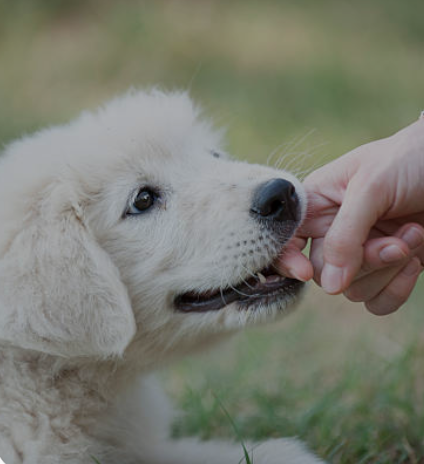 chiot qui mordille education canine à Bernay Beaumont-le-Roger Mesnil-en-Ouche