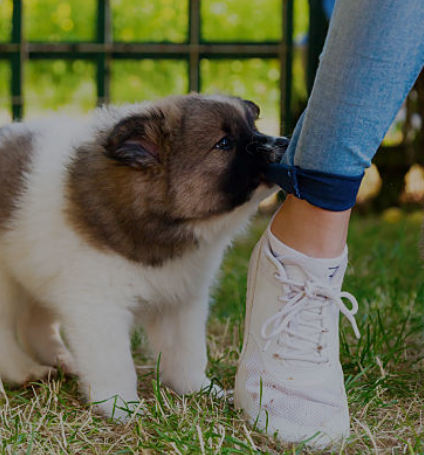chiot qui mordille séances educateur canin à bernay, le neubourg, beaumont-le-roger