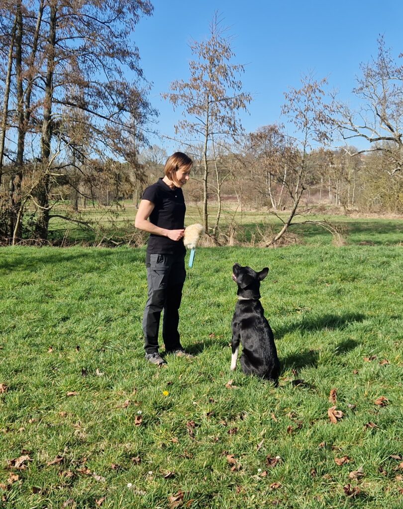 education canine à bernay, mesnil-en-ouche, eure