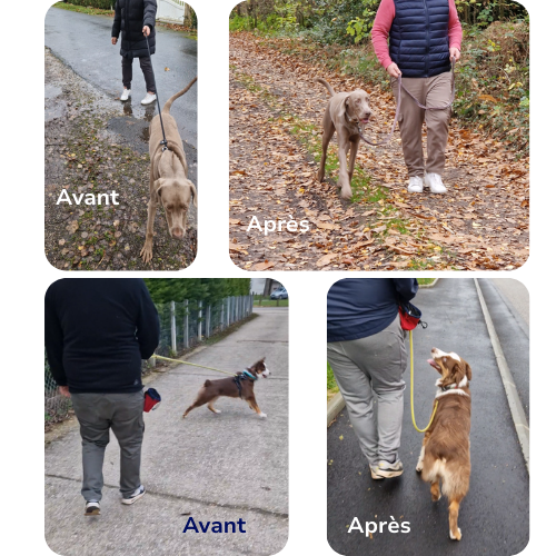 marche en laisse séance éducation canine à bernay brionne serquigny